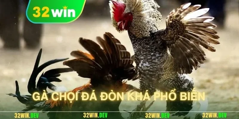 Gà chọi đá đòn khá phổ biến