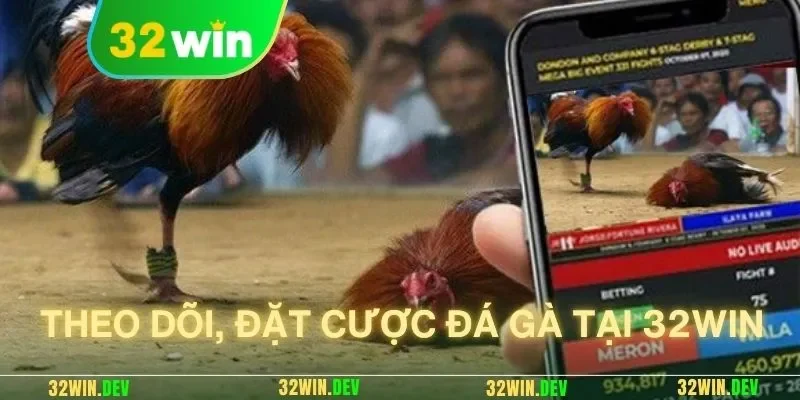 Theo dõi, đặt cược đá gà tại 32win