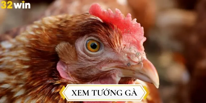 Những dấu hiệu cần nhận biết khi soi ngoại hình gà đá