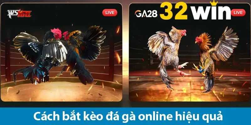 Hướng dẫn đọc kèo và cách bắt kèo đá gà online chuẩn cho bet thủ