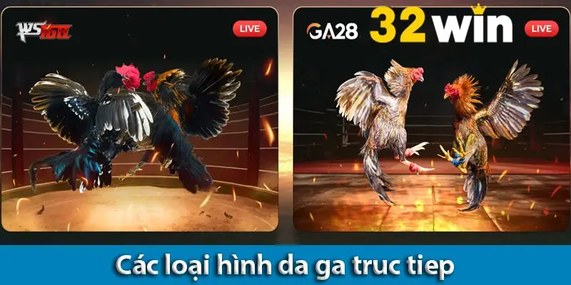 Các hình thức đá gà hiện nay và các lưu ý khi đá gà mạng trực tiếp