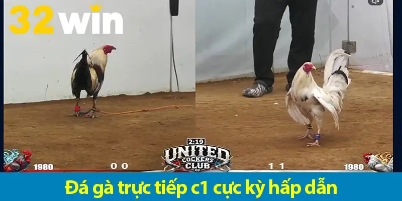 Các chiến lược chơi cá độ đá gà trực tiếp C1 hiệu quả cho bạn